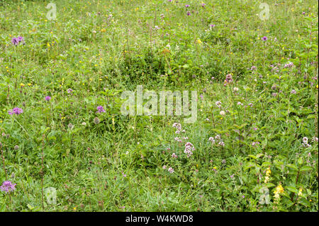 Wild natural chalk grassland meadow with diversity of plant species, Oregano, Orchids, Thistles, Sedges, Yarrow, bedstraw, Ragged Robin, selfheal Stock Photo