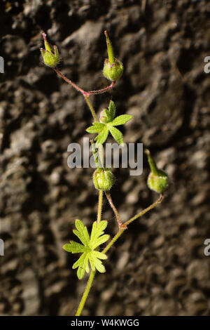 Small-flowered crane's-bill (Geraniaceae) with wall in background Stock Photo