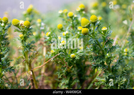 Pineappleweed (Asteraceae) with blossoms in garden Stock Photo