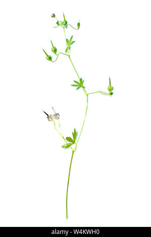 Small-flowered crane's-bill (Geraniaceae) on white background Stock Photo