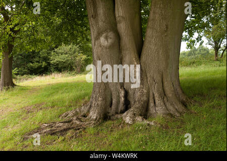 Old mature bole base of Common Beech, Fagus sylvatica, many centuries old split and joined as three trunks from single tree in grass meadow Stock Photo