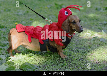 Dachshund dog dressed in costume of shrimp during Dachshund parade in St. Petersburg, Russia Stock Photo
