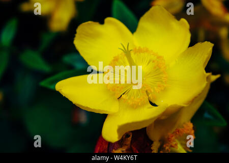 Hypericum Patulum 'Hidcote' in Bloom Stock Photo