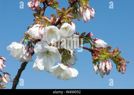 White flowers opening against a blue sky on a flowering cherry Prunus serrulata 'Tai Haku' or great white cherry tree, Berkshire, March Stock Photo