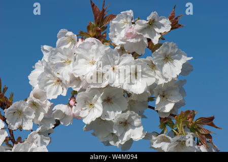 White flowers opening against a blue sky on a flowering cherry Prunus serrulata 'Tai Haku' or great white cherry tree, Berkshire, March Stock Photo
