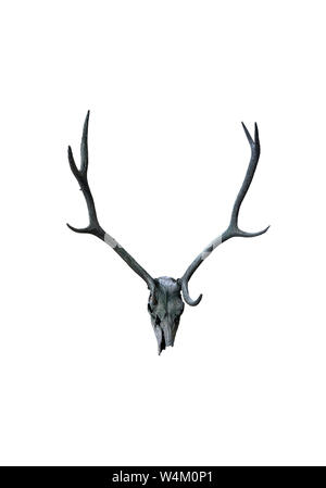 Old deer skull with long horns isolated on white background Stock Photo