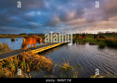 A shetland pony walking on a jetty over a river in a beautiful natural landscape at sunset with vibrant colours - Friesland, The Netherlands Stock Photo