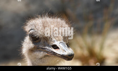 portrait of an ostrich head Stock Photo