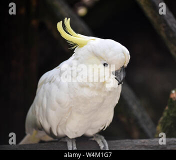 cockatoo perched on a branch Stock Photo
