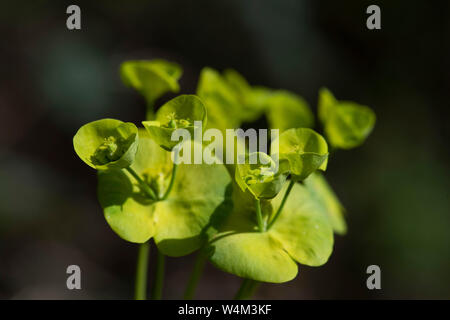 Sun Spurge, Euphorbia helioscopia, Denge Woods, Kent UK Stock Photo