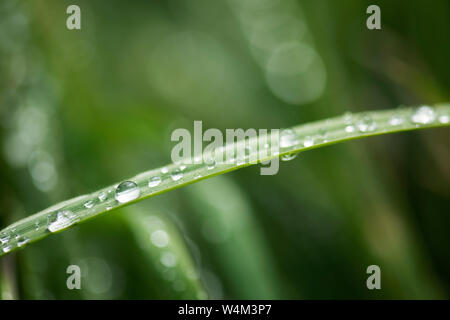 Water droplets on leaf, Capel-le-Fern, Kent UK Stock Photo