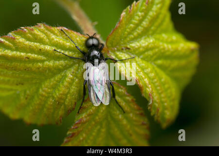 St Marks Fly, Bibio marci, Capel-le-Fern, Kent UK, male Stock Photo