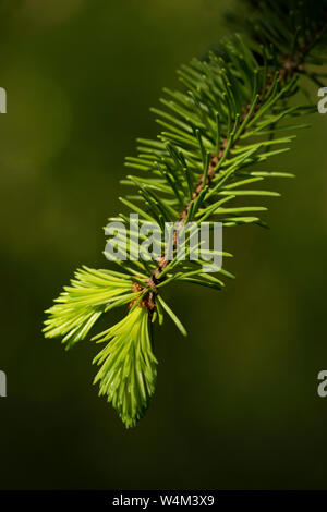 Scots pine, Pinus sylvestris, needles, new growth, Bonsai Bank, Denge Woods, Kent UK Stock Photo