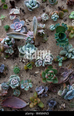 Various small succulents in sand soil from a high angle view Stock Photo