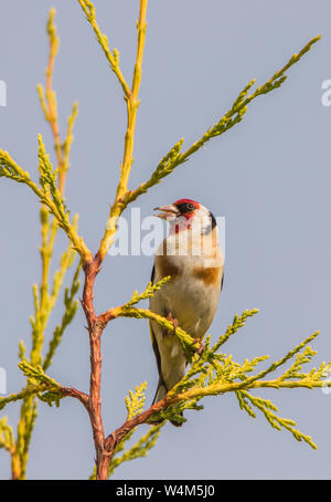 Goldfinch, British Wild Birds, perching on the top of a tree in an english garden in July 2019 Stock Photo