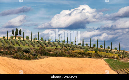 Alley of olive trees and cypress trees. Italian countryside. Tuscany. Italy. Europe Stock Photo