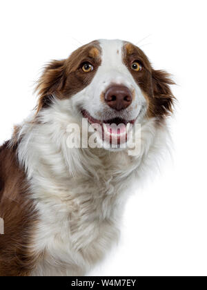 Head shot of naughty looking brown with white Border Collie. Looking at camera with yellow eyes. Ears down and mouth slightly open showing perfect tee Stock Photo