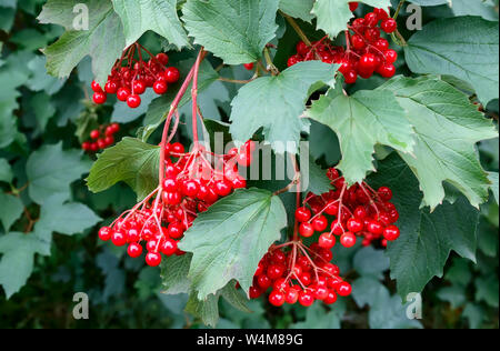 Red bunches of viburnum berries hang on the branches of the Bush among the green leaves Stock Photo