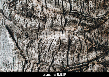 Close up the surface of the bark of palm tree. The rough textured surface of the trunk of palm tree. Natural wooden background. Stock Photo