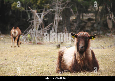 Brown-white goat resting in a meadow Stock Photo
