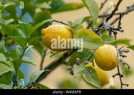 Ripe yellow lemon, tropical citrus fruit hanging on tree with water drops in rain close up Stock Photo