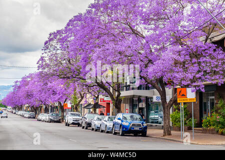 Adelaide CBD, Australia - November 18, 2017: Jacaranda trees blooming along Carrington street viewed towards east on a day Stock Photo