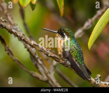 Animals, Birds, A female Grey-tailed or Gray-tailed Mountaingem, Lampornis cinereicauda, perched on a branch in the Savegre River Valley of Costa Rica. Until recently it was believed to be a subspecies of the white-throated mountaingem, Lampornis castaneoventris. Stock Photo