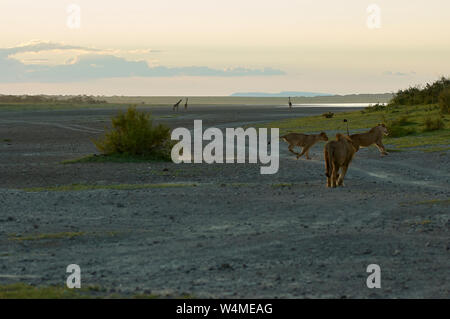 An early morning lions hunt for giraffes Stock Photo