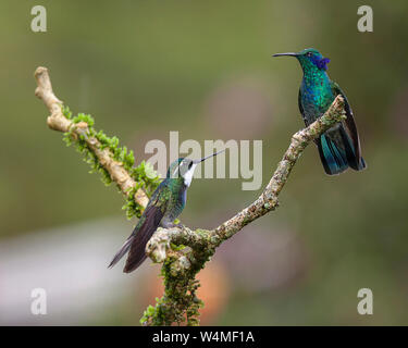 Animals, Birds, A male Green Violetear Hummingbird, Colibri thalassinus, and a male Grey-tailed or Gray-tailed Mountaingem, Lampornis cinereicauda, face off in a territorial display in the Savegre River Valley in Costa Rica. The Violetear has spread his 'ear' feathers to appear more aggressive. Until recently the grey-tailed Mountaingem was believed to be a subspecies of the white-throated mountaingem, Lampornis castaneoventris. Stock Photo