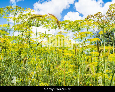 natural background - bottom view of blossoming dill herbs in garden on sunny summer day Stock Photo