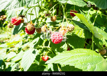 raspberry berries close-up on green bush in garden on sunny summer day Stock Photo