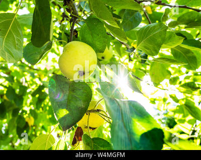 yellow apple fruits on green tree illuminated by sun in orchard on sunny summer day Stock Photo
