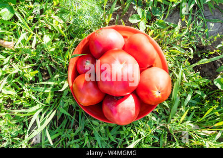 top view of harvested ripe tomatoes in red bowl on green grass in garden on sunny summer day Stock Photo
