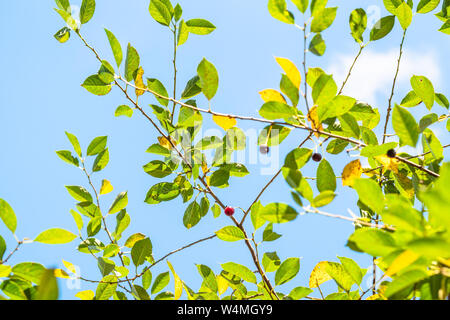 green twigs of cherry tree with blue sky on background Stock Photo