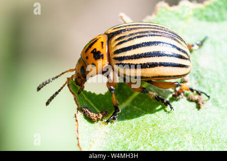 Colorado potato beetle eats eggplant leaf close-up in garden on sunny summer day Stock Photo