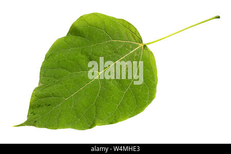 natural green leaf of catalpa (catalpa bignonioides, southern catalpa, cigartree) tree cut out on white background Stock Photo