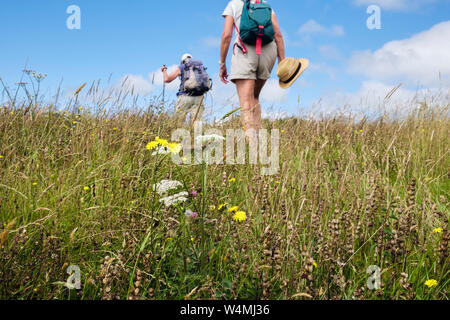 Hikers hiking on a country walk through a hay meadow field of Yellow Rattle and wildflowers in summer. Benllech Isle of Anglesey Wales UK Britain Stock Photo