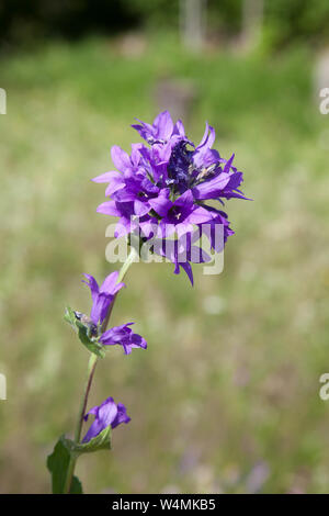 CAMPANULA GLOMERATA or clustered bellflower is the county flower of Rutland,England Stock Photo