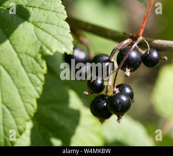 BLACKCURRANT Ribes negrum is a woody shrub Stock Photo