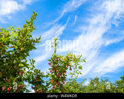 natural background - bottom view of green branches of tatar maple tree and blue sky with spindrift clouds in the Caucasus Stock Photo