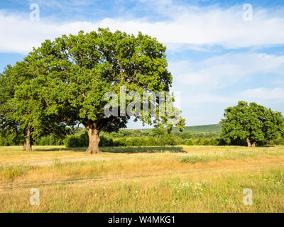 natural background - oak grove near dirty road at summer sunset in the Caucasus (in Kuban region of Krasnodar Krai of Russia) Stock Photo