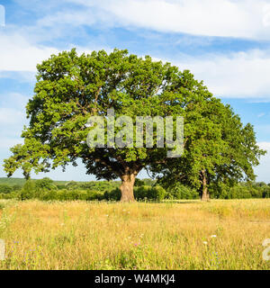 natural background - large oak tree on meadow on summer day in the Caucasus (in Kuban region of Krasnodar Krai of Russia) Stock Photo
