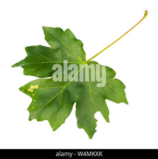 fresh green leaf of maple tree cut out on white background Stock Photo