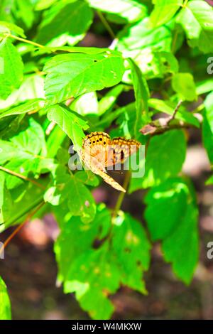 Tawny Emperor Butterfly Stock Photo