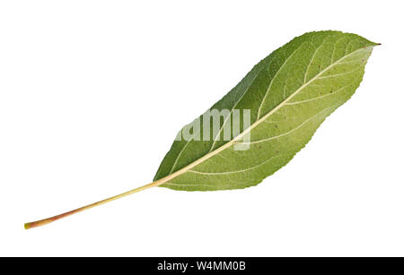 back side of fresh green leaf of apple tree cut out on white background Stock Photo