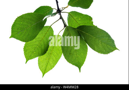 green leaves of wild cherry tree cut out on white background Stock Photo