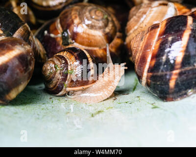 one snail (helix lucorum) between many collected snails in plastic bucket Stock Photo