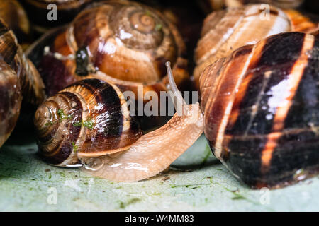 one snail (helix lucorum) close-up near many collected snails in plastic bucket Stock Photo