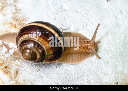 top view of snail (helix lucorum) crawling on wet dirty steel board close-up Stock Photo