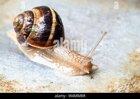 snail (helix lucorum) crawls on wet dirty steel surface close-up Stock Photo